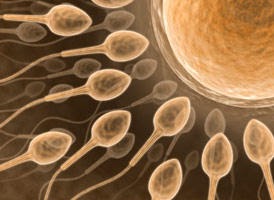 comment renforcer les spermatozoides comment renforcer les spermatozoides